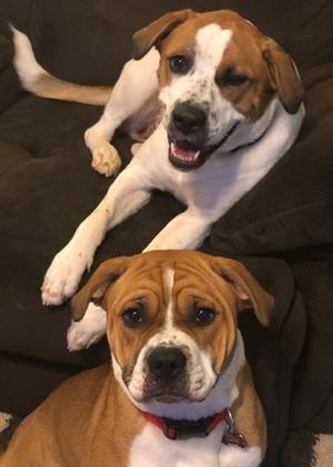 Pups 